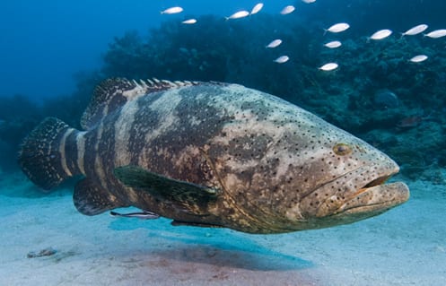 goliath-grouper