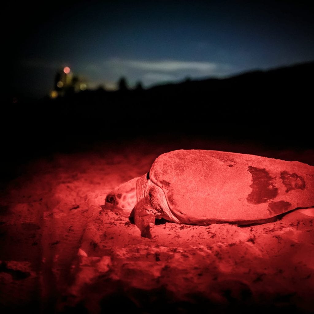 example of light pollution on sea turtle egg season